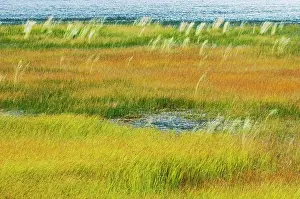 Jasper: Canada, Alberta, Jasper National Park. Grasses