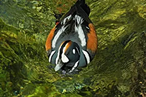 Jasper: Canada, Alberta, Jasper National Park. Harlequin
