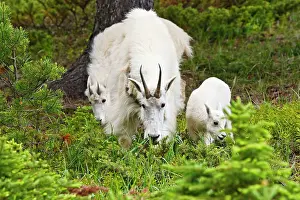 Browsing: Canada, Alberta, Jasper National Park, Mountain