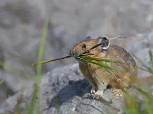 Pika: Canada, Alberta, Jasper National Park. Pika