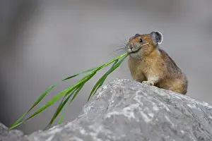 Pika: Canada, Alberta, Jasper National Park. Pika