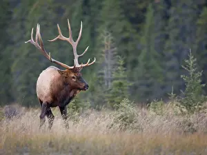 Imposing: Canada, Alberta. Rocky Mountain Elk (Cervus