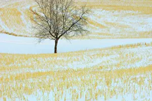 Grove: Canada, Alberta, Spruce Grove. Lone tree