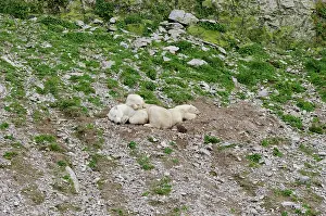 Twin: Canada, Arctic Archipelago, Hudson Strait