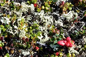 Conserving: Canada, Baffin Island, Nunavut, Mallikjuaq