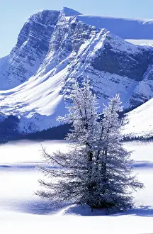 Crowfoot: Canada, Banff National Park, Canadian Rockies