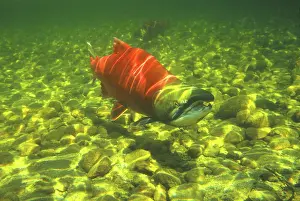 Gary: Canada, British Columbia, Adams River. Sockeye