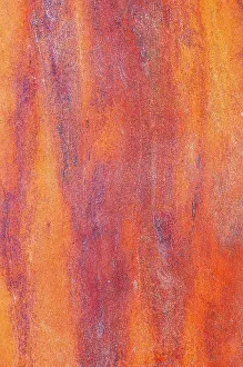 Menziesii: Canada, British Columbia. Bark detail of madrone