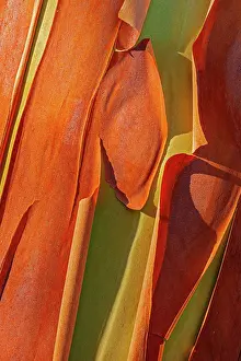 Menziesii: Canada, British Columbia. Bark detail of madrone