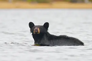 Gary: Canada, British Columbia, Bowron Lakes Provincial