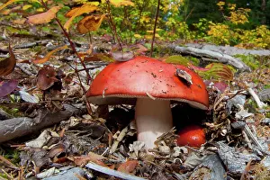Emetica: Canada, British Columbia, Bowron Lakes Provincial