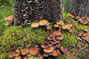 Polypore: Canada, British Columbia, Bowron Lakes Provincial