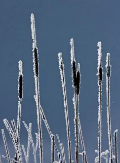 Coated: Canada, British Columbia. Bulrushes coated
