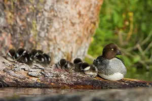 Duckling: Canada, British Columbia, Common Goldeneye