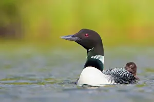 Selective: Canada, British Columbia, Common Loon, breeding