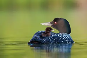 Selective: Canada, British Columbia, Common Loon, breeding