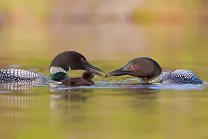 Selective: Canada, British Columbia, Common Loon, breeding