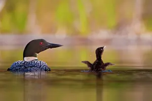 Gary: Canada, British Columbia, Common Loon, breeding