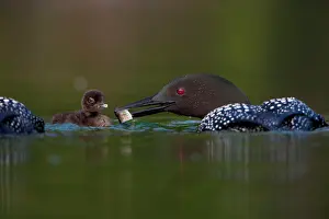 Selective: Canada, British Columbia, Common Loon, breeding