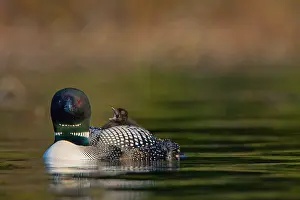 Composite: Canada, British Columbia, Common Loon, breeding