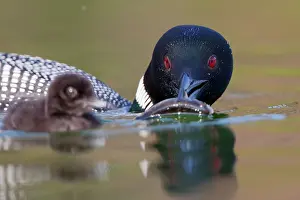 Focus: Canada, British Columbia, Common Loon, breeding