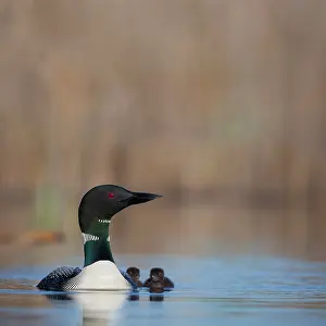 Gary: Canada, British Columbia. Common Loon (Gavia