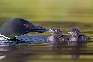 Loon: Canada, British Columbia. Common Loon (Gavia