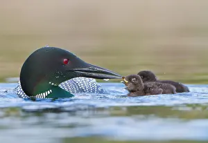 Loon: Canada, British Columbia. Common Loon (Gavia