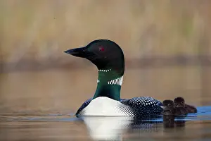 Gary: Canada, British Columbia. Common Loon (Gavia