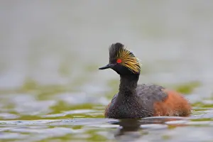 Gary: Canada, British Columbia, Eared Grebe, breeding