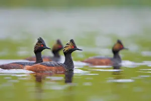 Gary: Canada, British Columbia, Eared Grebe, breeding