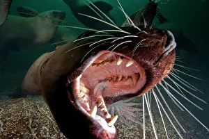 Fang: Canada, British Columbia, Hornby Island