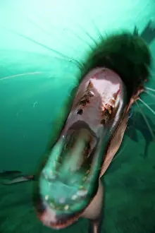 Biting: Canada, British Columbia, Hornby Island