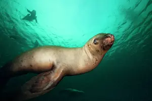Stellers: Canada, British Columbia, Hornby Island