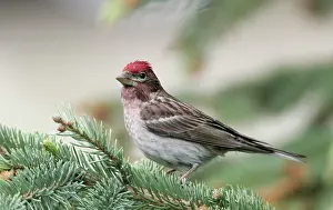 Morris: Canada, British Columbia, Kamloops. Close-up