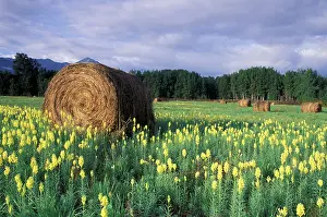 Rolled: Canada, British Columbia, Kitwanga. Yellow