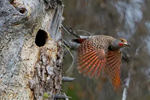Flicker: Canada, British Columbia. Male adult Red-shafted