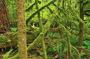 Vancouver: Canada, British Columbia, McMillan Provincial
