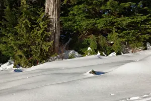 Composite: Canada, British Columbia, Mt. Seymour Provincial