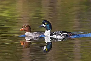 Goldeneye: Canada, British Columbia near Kamloops