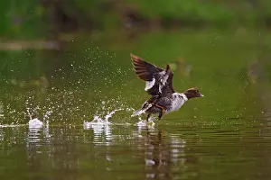 Goldeneye: Canada, British Columbia near Kamloops