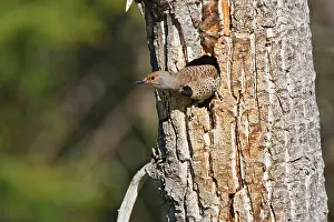 Flicker: Canada, British Columbia near Kamloops