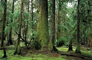 Charlotte: Canada, British Columbia, Queen Charlotte