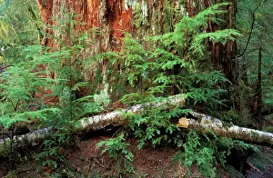 Charlotte: Canada, British Columbia, Queen Charlotte