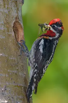 Naped: Canada, British Columbia, Red-naped Sapsucker