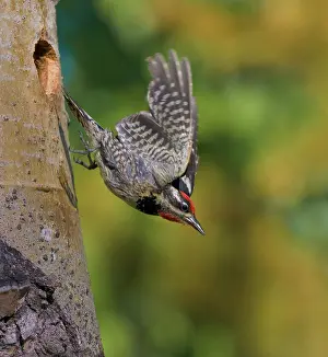 Composite: Canada, British Columbia, Red-naped Sapsucker