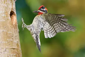 Naped: Canada, British Columbia, Red-naped Sapsucker