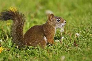 Tamiasciurus: Canada, British Columbia, Red Squirrel (Pine
