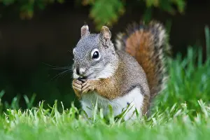 Miscellaneous: Canada, British Columbia, Red Squirrel (Pine Squirrel)