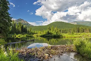 Beaver: Canada, British Columbia. Serene and reflective
